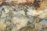 Colorful Petrified Wood Slab - Texas #236499-1